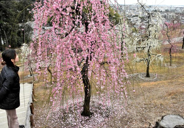 ⛩️ 미야케 신사